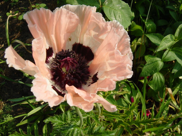 Fotos Papaver orientale - 