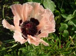 Photos Papaver orientale