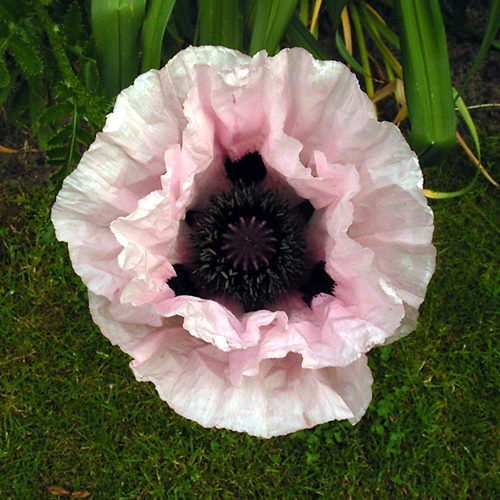 Photos Papaver orientale - 