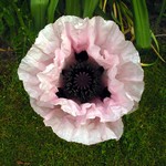 Papaver orientale - Orientalischer Garten-Mohn Graue Witwe