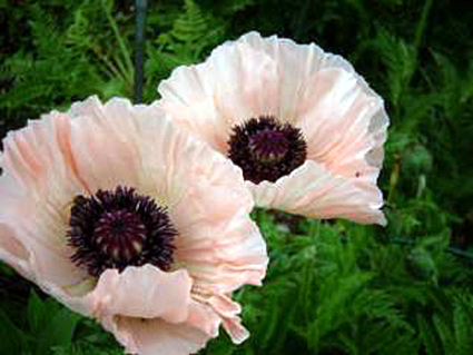 Photos Papaver orientale - Oriental poppy