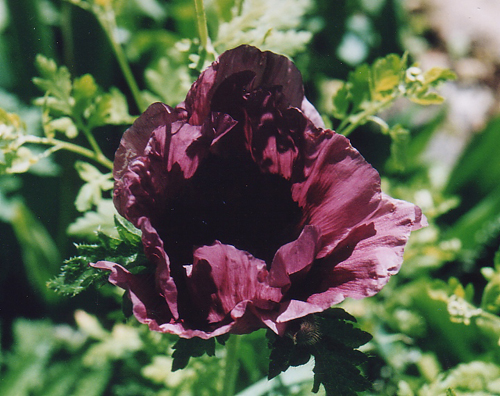 Fotos Papaver orientale - 