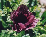 Papaver orientale - T�rkischer Mohn Patty Plum