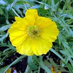 Photos Papaver rhaeticum