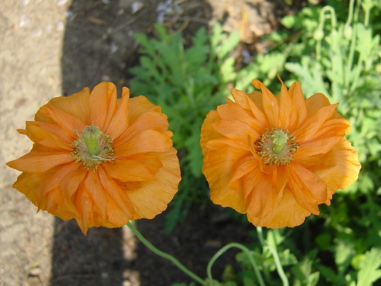 Photos Papaver rhoeas - Corn poppy