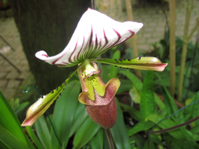 Photos Paphiopedilum - 