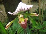 Paphiopedilum - Blagrose