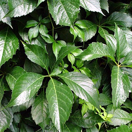 Fotos Parthenocissus quinquefolia - 