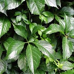 Parthenocissus quinquefolia - Gemeine Jungfernrebe