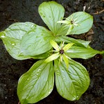 Paris quadrifolia - Vierbl�ttrige Einbeere