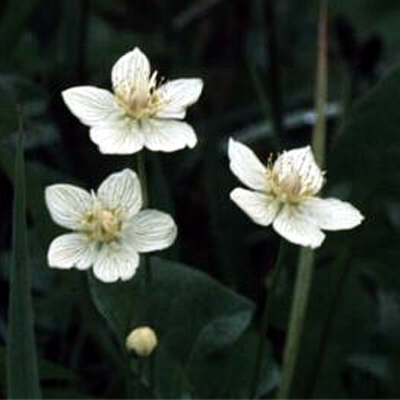 Photos Parnassia palustris - 