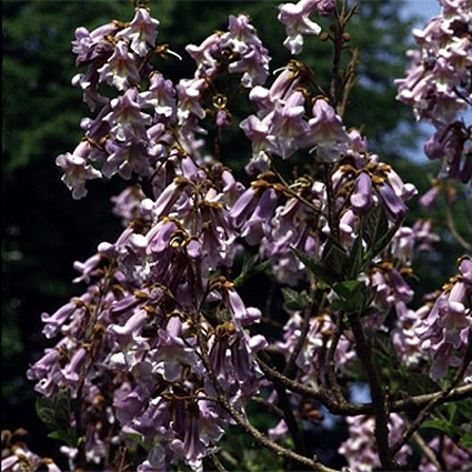 Photos Paulownia tomentosa - Princesstree