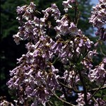 Paulownia tomentosa - Kaiser-Paulownie, Blauglockenbaum