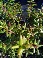 Paxistima canbyi - Dicknarbe
