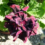 Pelargonium grandiflorum - Edelpelargonie Dark Lady