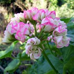 Pelargonium grandiflorum - Edelpelargonie Appleblossom Rosebud