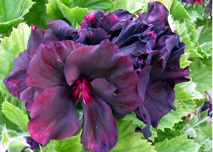 Photos Pelargonium grandiflorum - Geranium