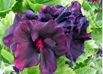 Pelargonium grandiflorum - Edelpelargonie Lord Bute