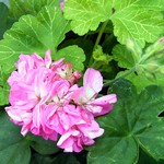 Pelargonium grandiflorum - Edelpelargonie Mosaik Silk