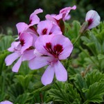 Pelargonium - Duftpelargonie Orange Fizz