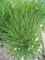 Pennisetum alopecuroides - Garten-Federborstengras Little Bunny