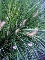 Pennisetum alopecuroides - Garten-Federborstengras Compressum