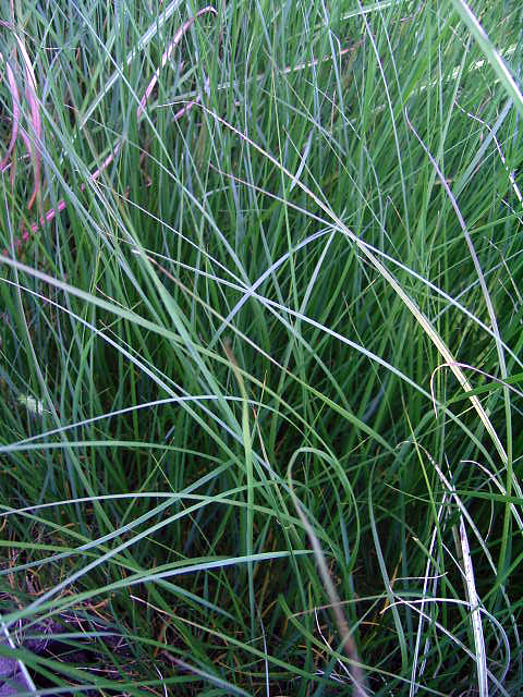 Photos Pennisetum alopecuroides - Feathertop
