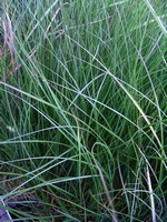 Pennisetum alopecuroides - Garten-Federborstengras Hameln