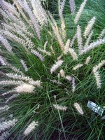 Pennisetum orientale - Orient-Lampenputzergras
