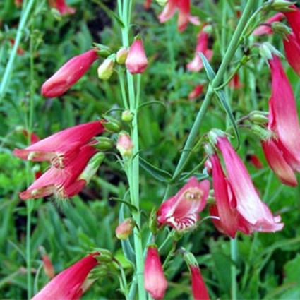 Photos Penstemon barbatus - Beard tongue