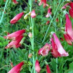 Penstemon barbatus - Garten-Bartfaden