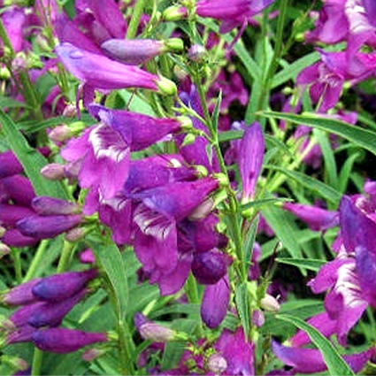 Photos Penstemon glaber - Beard tongue