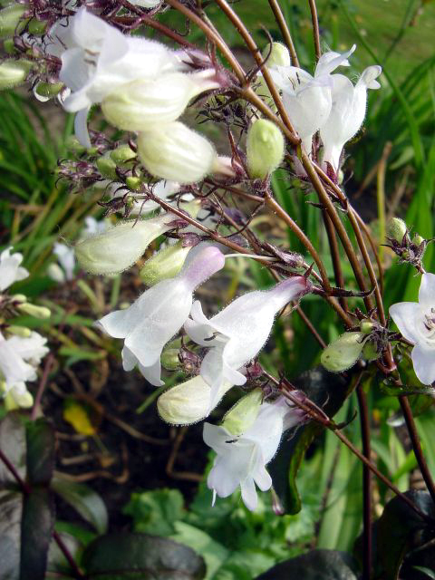Photos Penstemon digitalis - Beard tongue
