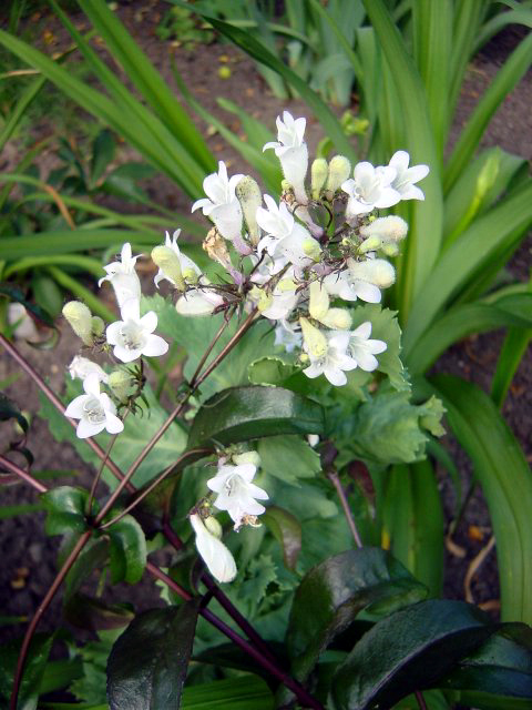 Photos Penstemon laevigatus var. digitalis - Beard tongue