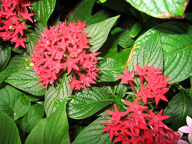 Photos Pentas lanceolata - 