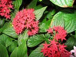 Pentas lanceolata - Stern von �gypten