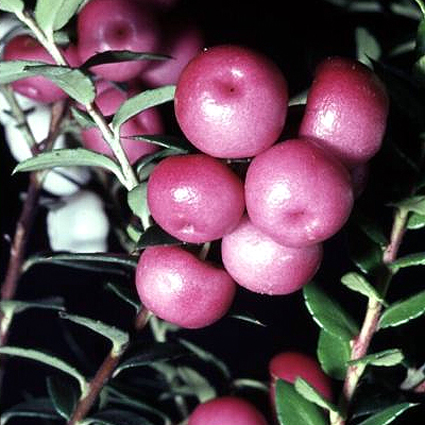 Photos Gaultheria mucronata - 