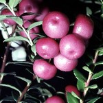 Gaultheria mucronata - Torfmyrte