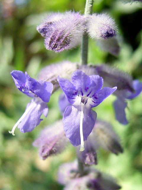 Photos Perovskia abrotanoides - Russian sage