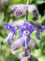 Perovskia abrotanoides - Blauraute, Fiederschnittige Perovskie