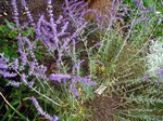 Perovskia atriplicifolia - Blauraute, Perovskie