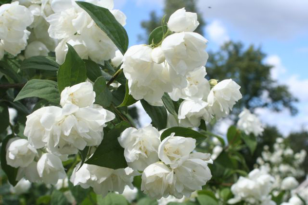 Photos Philadelphus coronarius - Sweet mock orange