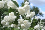 Philadelphus coronarius - Europ�ischer Pfeifenstrauch, Bauernjasmin