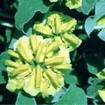 Phlomis fruticosa - Strauchiges Brandkraut