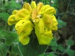 Photos Phlomis fructicosa