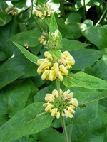Photos Phlomis samia