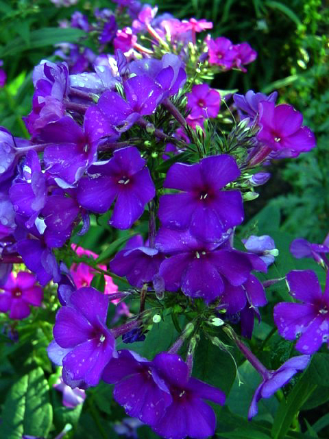 Photos Phlox paniculata - Fall phlox