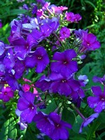 Phlox paniculata - Hohe Beet-Flammenblume Amethyst