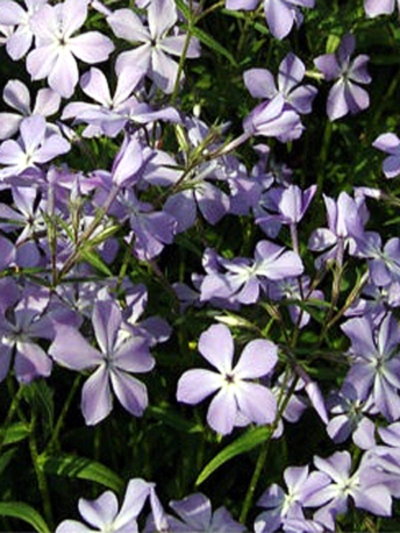 Photos Phlox divaricata ssp. laphamii - Wild sweetwilliam