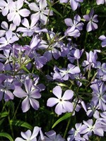 Photos Phlox divaricata ssp. laphamii